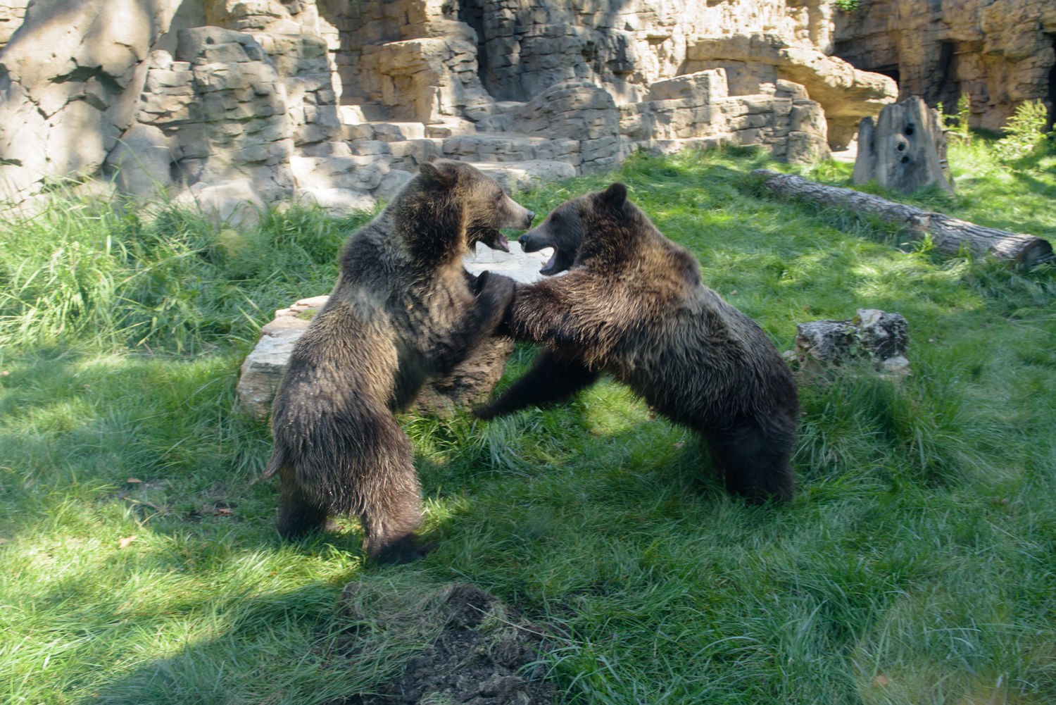 8. Grizzly bear siblings at the St. Louis Zoo